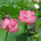 欲与温酒不遇你