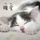 爱花的猫