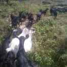 香树坝山羊养殖场