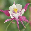 一夜暴富 郭员外