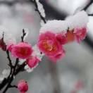雪里梅花