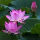 月季园东黄庄鸡鸭鹅苗批发