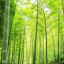 东边太阳西边雨