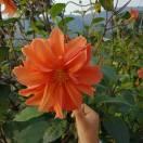 微微一笑很倾城