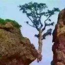 飞龙乘云（唐飞）