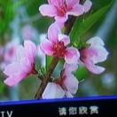 阳红