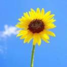 ℳঞᩚ微笑ꦿ向前꧔ꦿ