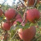 云南昭通糖心富士丑苹果又脆又甜。