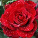 那年花开月正圆