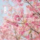 富镇祥林