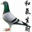 孤独的鸟