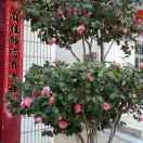 立基