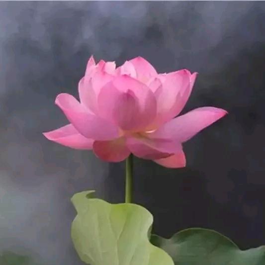 珍爱一生