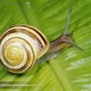 蜗牛