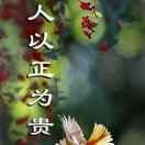 风中雨荷