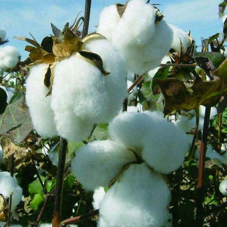 薛家庙弹棉花做喜被