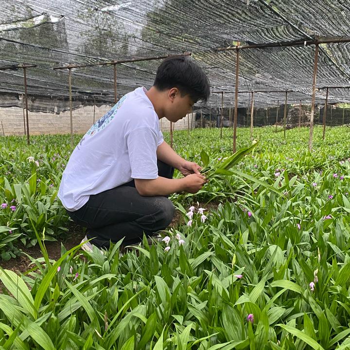 种黄精白芨的小周