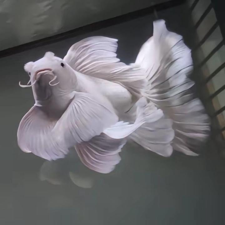 遇见同频的你蝴蝶鲤
