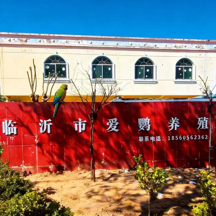山东爱鹦