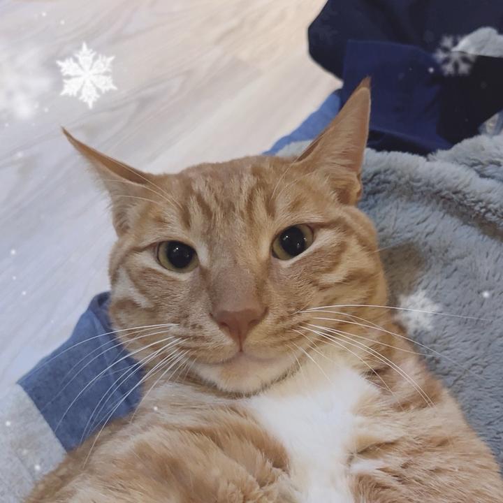 🌈小猫福福🌈