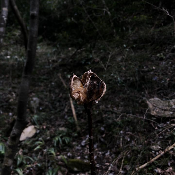 白描