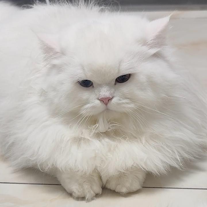 毛孩子（接剪辑）