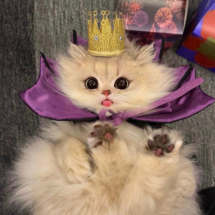 乐宝是只喵🐱