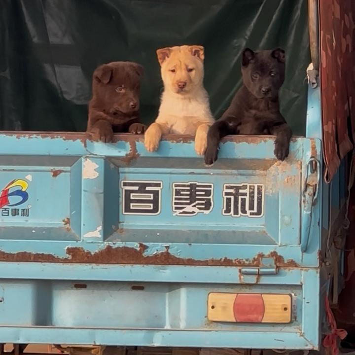 一片落叶🍂（河南中华田园犬）