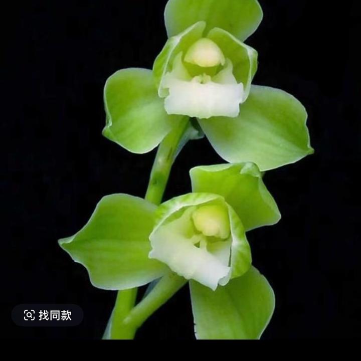 兰花真有毒