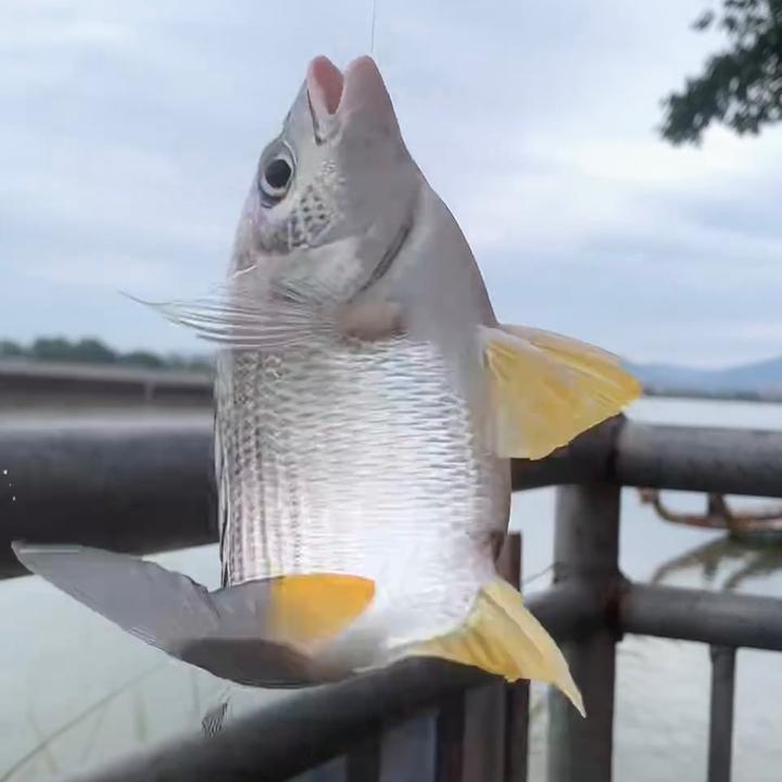 钓鱼佬（阿林）