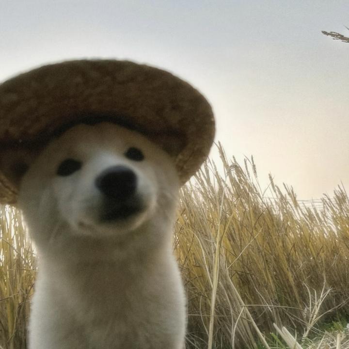 软件开发蒜鸟