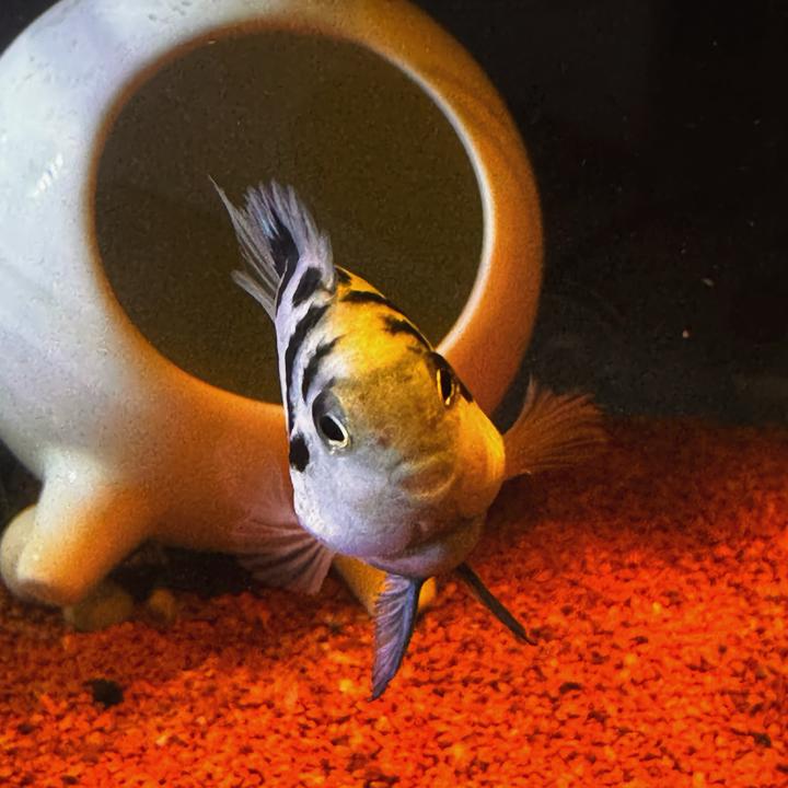 祝你鱼快🐟🐟