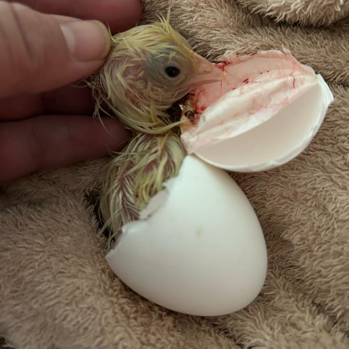 80后在农村孵小鸡