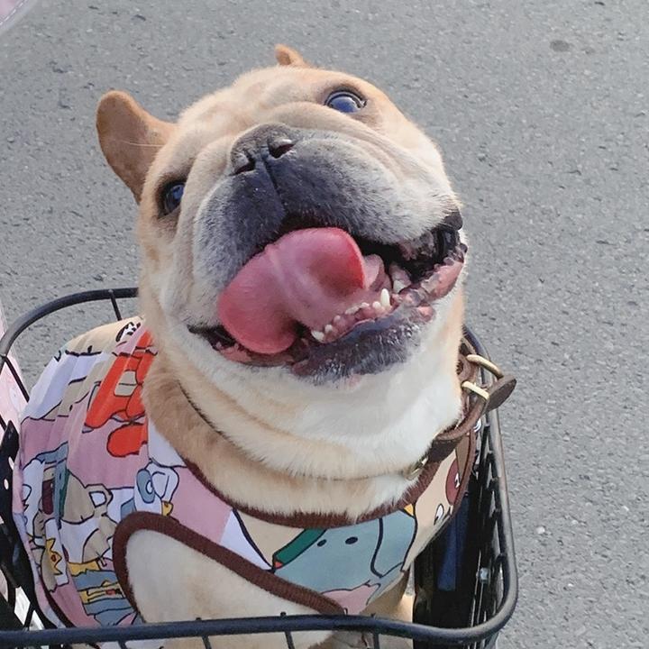 法斗皮蛋
