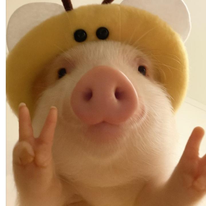 蕊妮桃🍀
