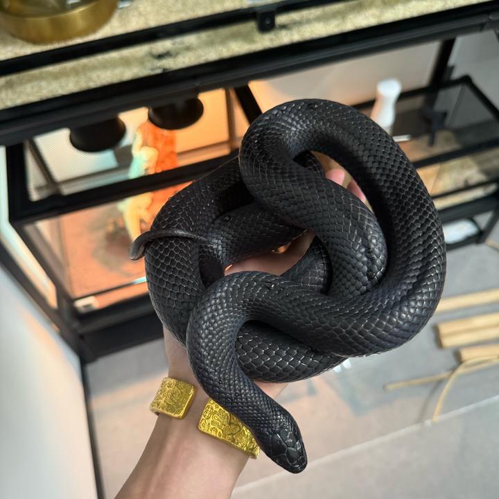 玄青纪爬宠