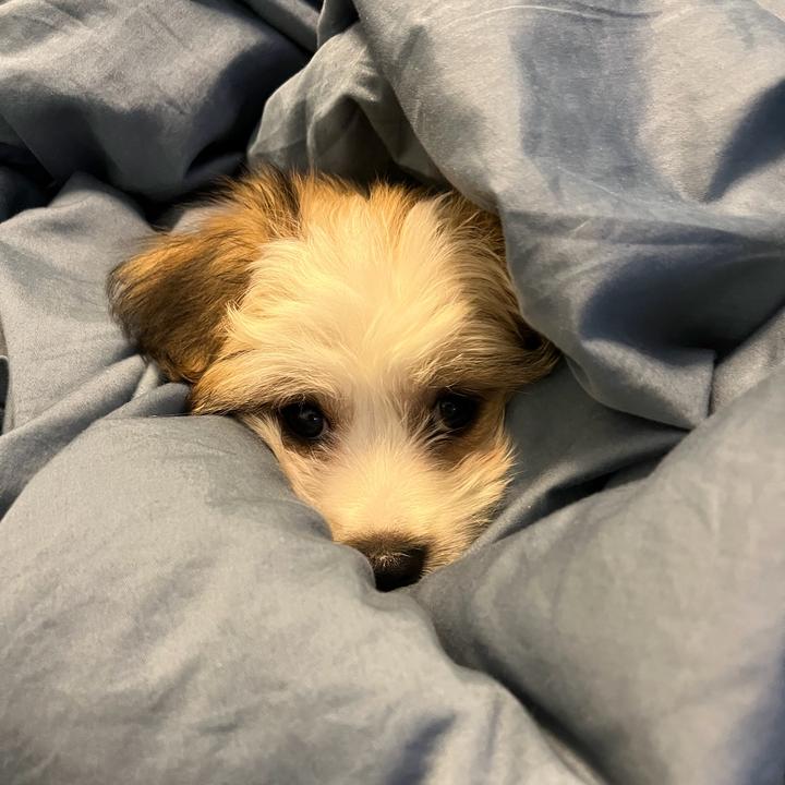 小志