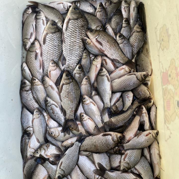 夏抽鲢镛，冬钓鲫鱼
