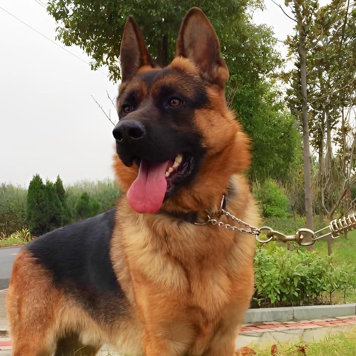 德国牧羊犬交流群 群聊头像