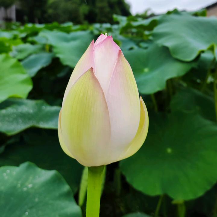 小九  九儿   （四川，广安）