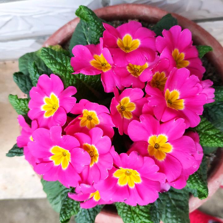 刘兰花头像