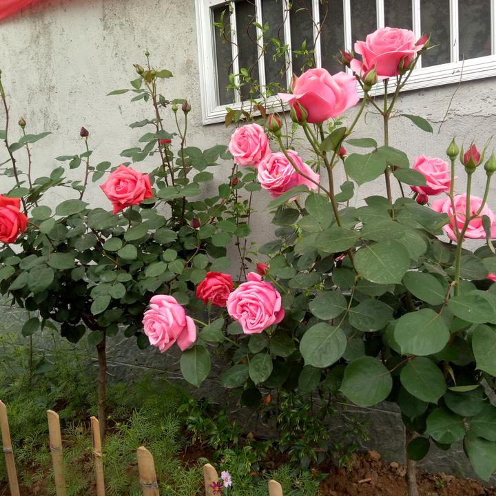叶子的花园