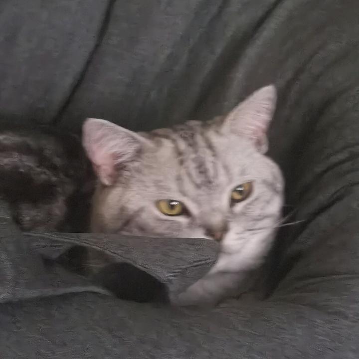 猫砂盆子（哈佛心理学）