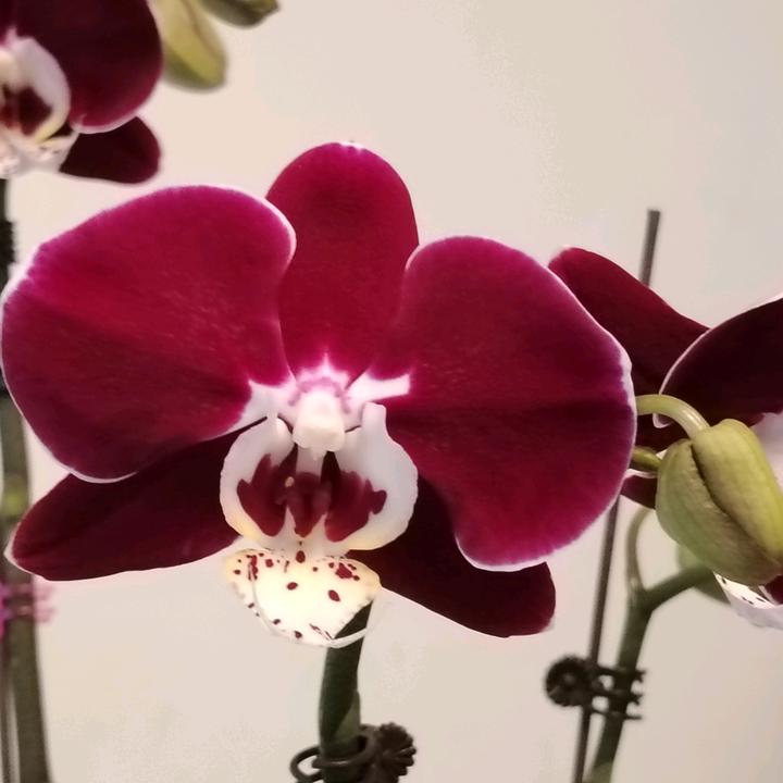 芳姐爱养花