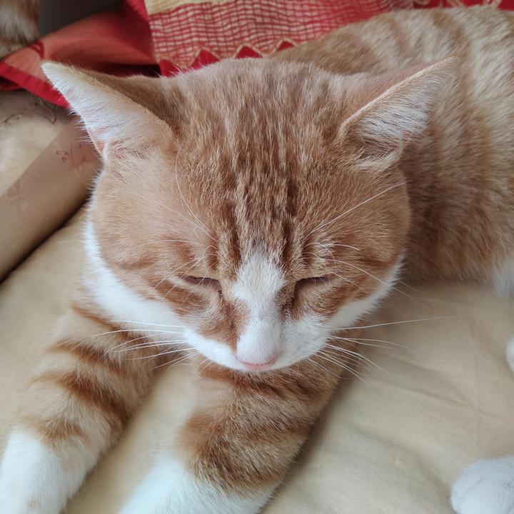 团子流浪猫的幸福 （15点18开播）