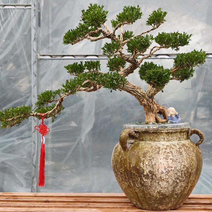 花水之巅水培