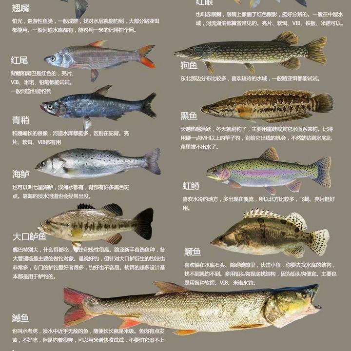 路亚不打前导