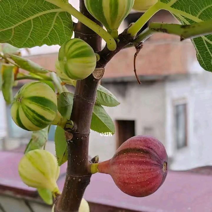 我爱彩虹🌈无花果