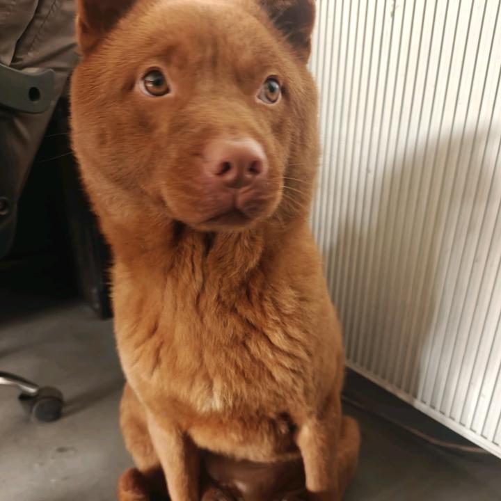 小宝是只五红犬