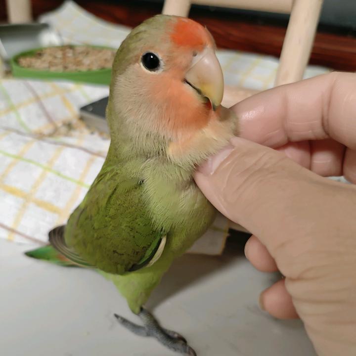 奶糖不是糖💕